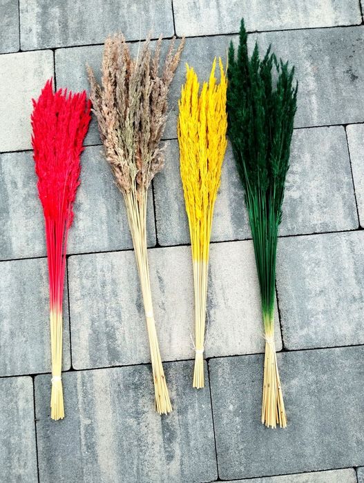 Suszone trawy kolorowe