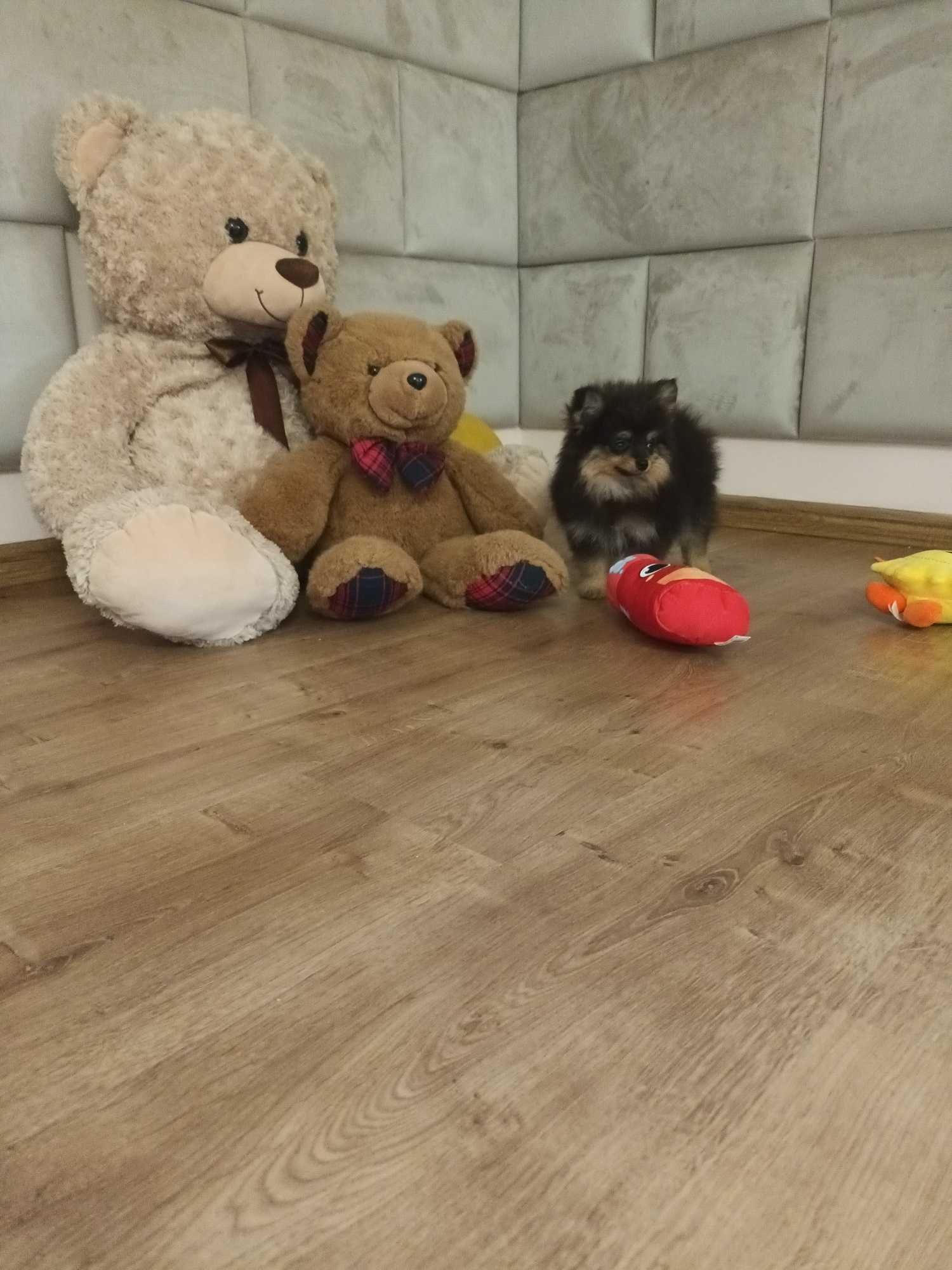 Szpic Miniaturowy