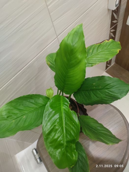 Skrzydłokwiat ozdobne liście