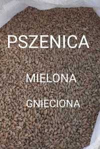 Pszenica 2023 Możliwość mielenia gniecenia