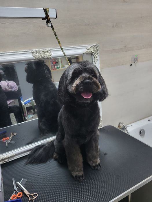 Груминг собаки, коты , салон