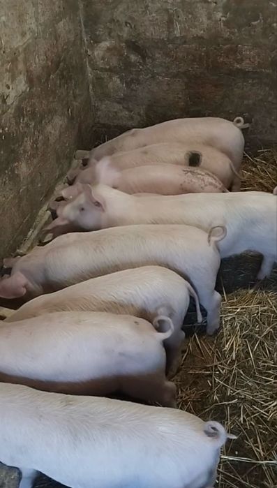 Поросята, продам поросят, с. Степове, Кобеляцький район