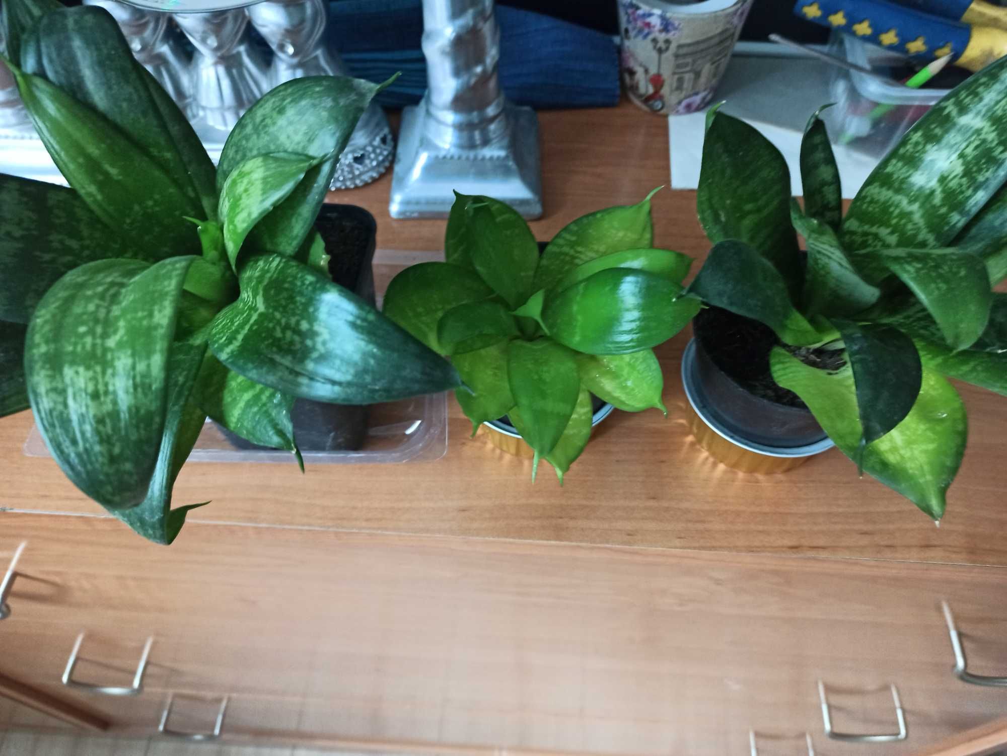 Pilea ,sansewieria, szczawik - kwiaty doniczkowe