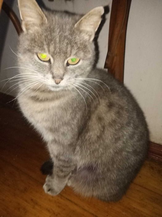 Молоді стерилізовані кішечки