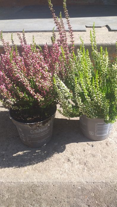 Вереск цветущий вечнозелёный.