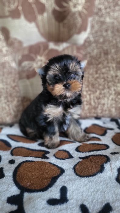 Мини и микро йорк.