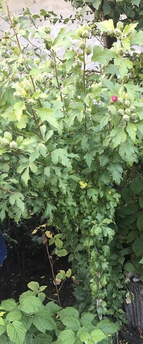 Гібіскус сірійський