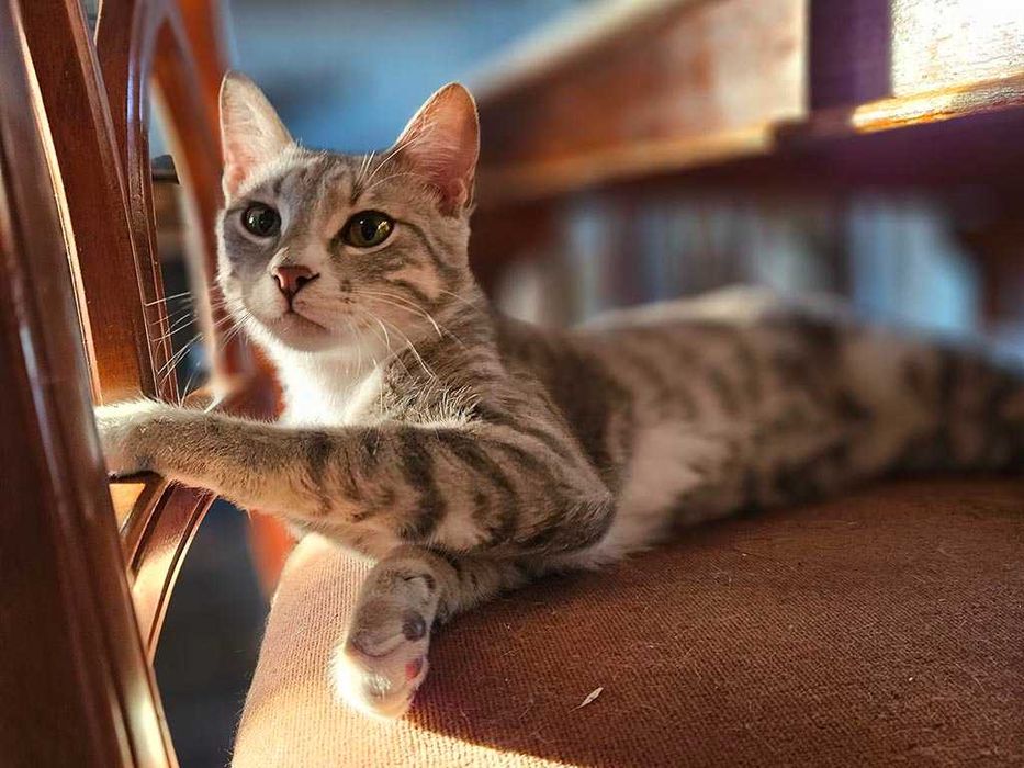 Jerry z Grecji szuka domu!