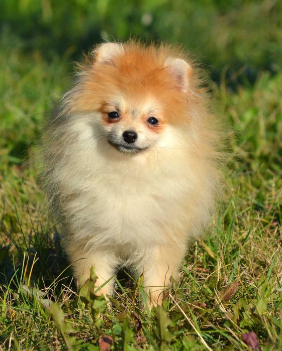 Szpic Miniaturowy Pomeranian śliczny piesek Wolt ZKwP FCI rodowód