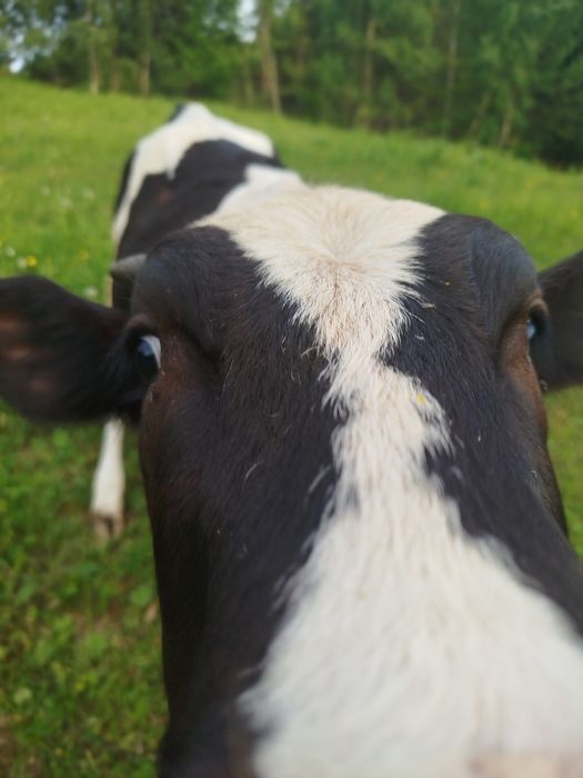 Продається теличка