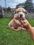 Amstaff Staffordshire Terrier biszkoptowa suczka
