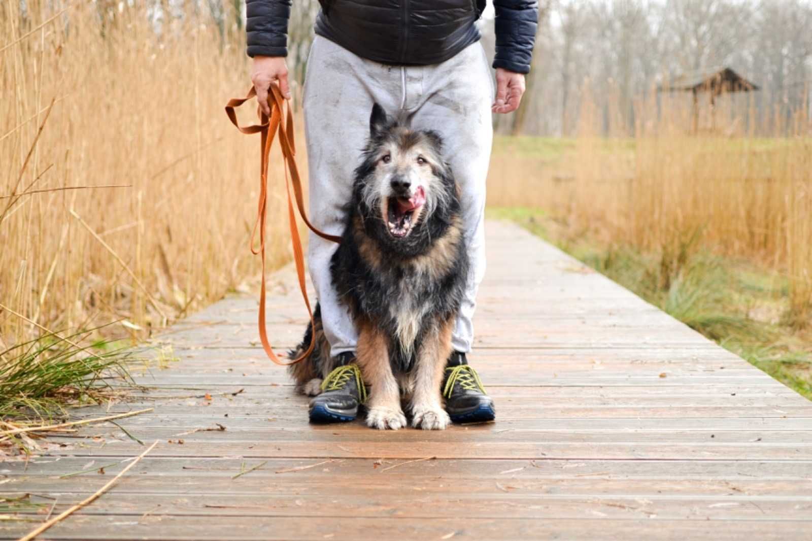 Wiking dumny, piękny szuka domu