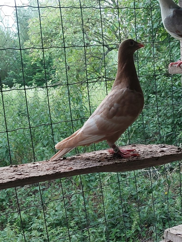 Mulemans  mulemansy żóty