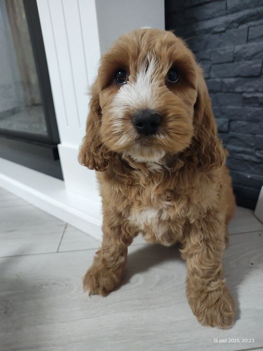 Cockapoo Boy Genetyka