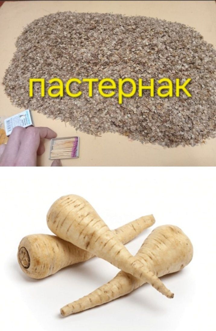 Пастернак насіння семена помидоры дыни арбуз перец тыква помідори
