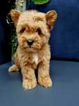 West highland white terrier Pudel toy Westiepoo szczenięta