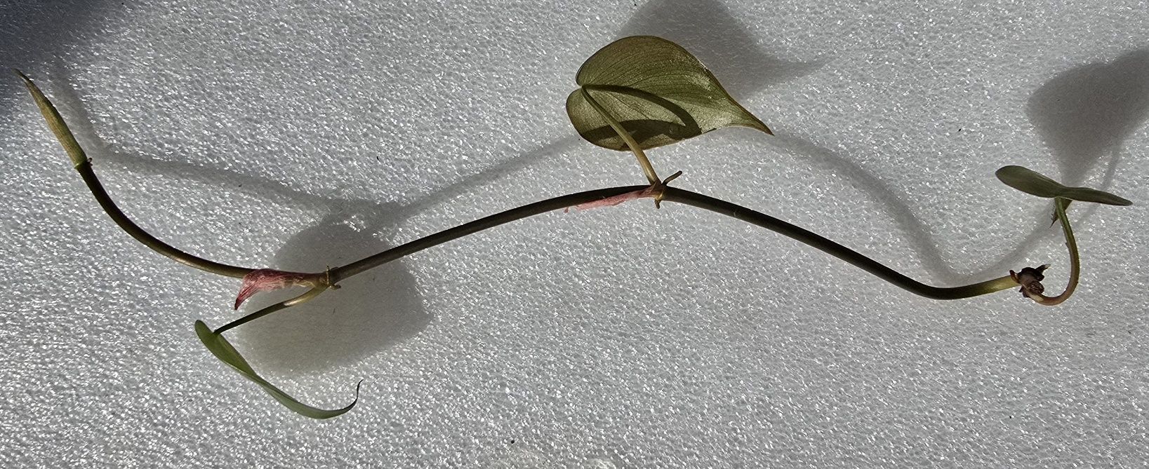 Philodendron filodendron pnący kwiat