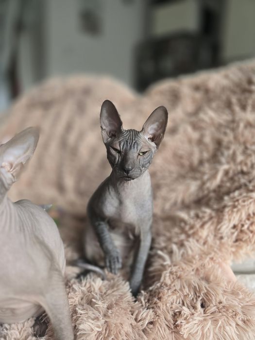 WCF DON Sphynx kotek