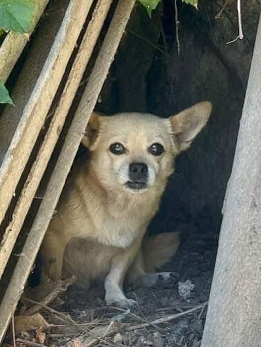 Маленька собачка шукає родину