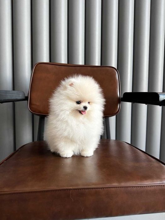 cachorro pomeranian com vacinas
