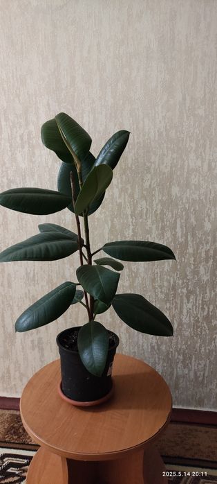 Фикусы разных размеров