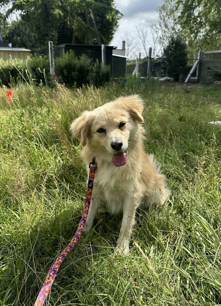 Rudy poleca się do adopcji!