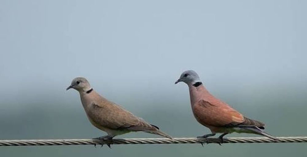 Casal Pombos de colar vermelho