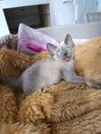 Kotka Devon rex point niebieski rodowód FPL FPL
