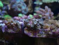 Zoanthus sp. akwarium morskie koralowce