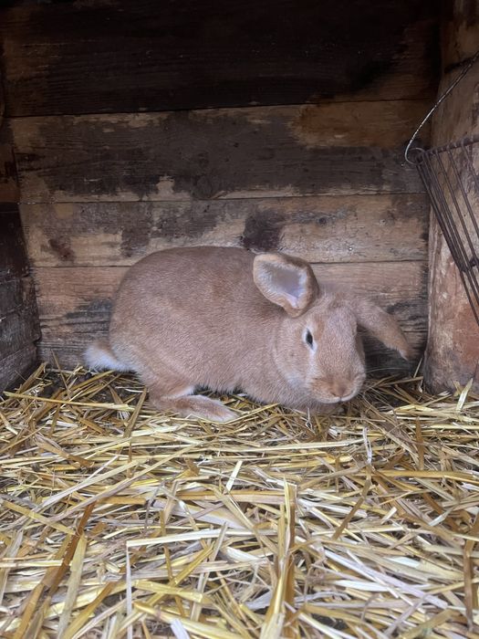 Самки різних порід