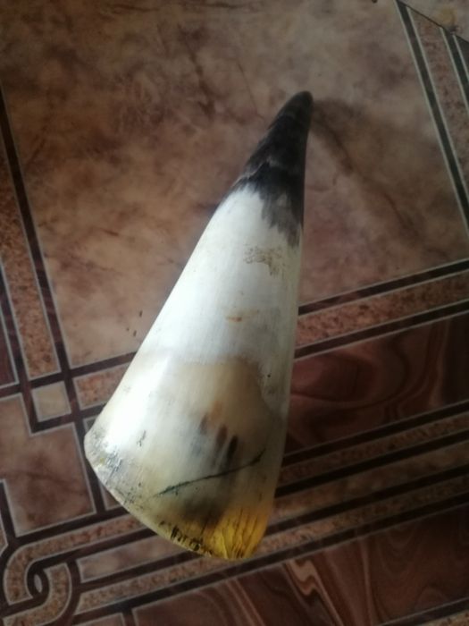 Рог сувенирный натуральный