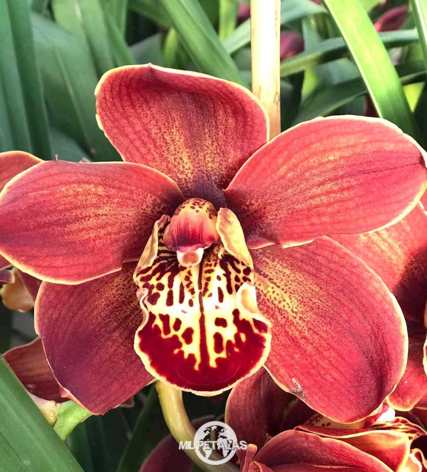 CYMBIDIUM FLOR GRANDE XXL DE QUALIDADE GARANTIDA. Plantas enormes!