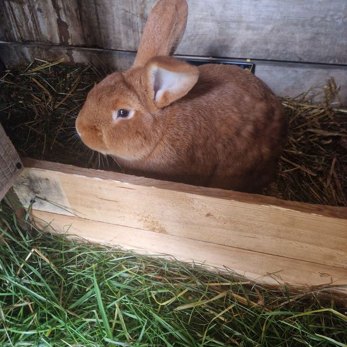 Króliki Nowozelandzkie