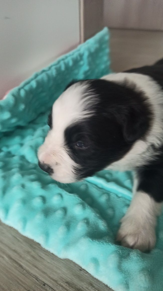 Szczeniak Border Collie