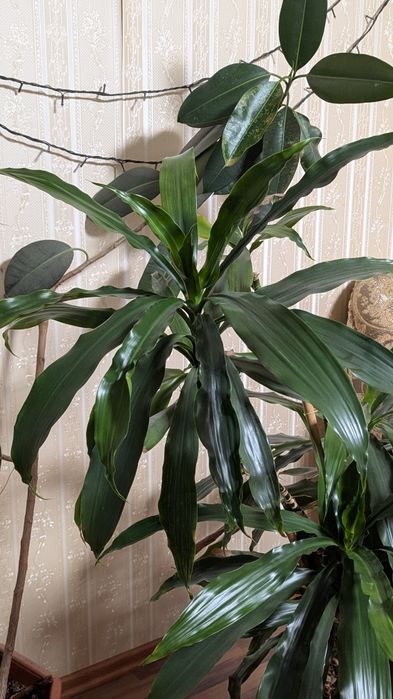 Срочно продам цветы комнатные Драцена ,Фикус