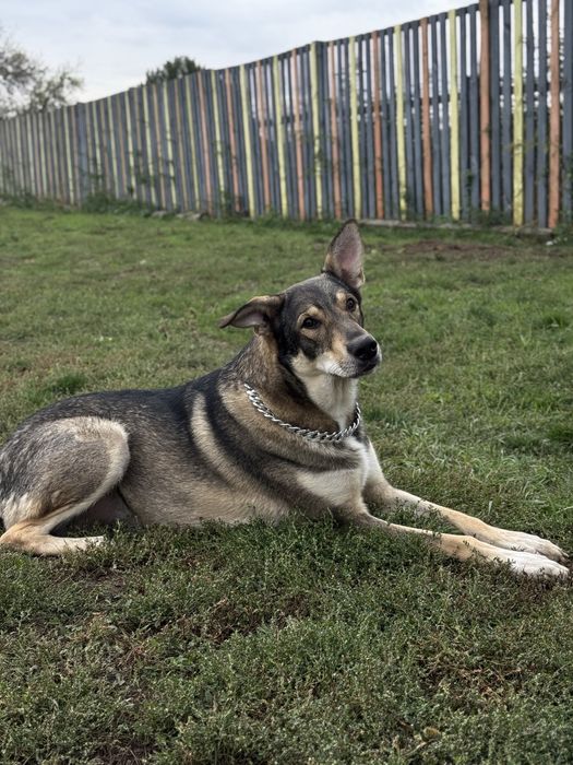 Велика собака з притулку