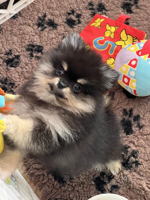 Gotowa do odbioru-Szpic miniaturowy,pomeranian,Cudowna laleczka