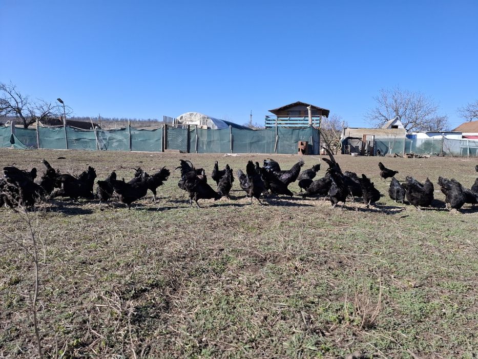 Продам чёрный кури