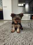 Yorkshire Terrier Yorki Samiec