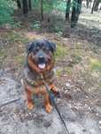 Pies rasy rottweiler(hybryda)