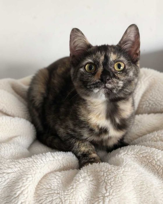 Setúbal / Margem Sul / Lisboa — SAFIRA e RUBY, gatinhas para adoção