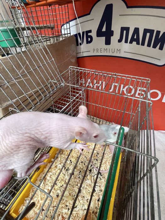 Кролики  пухнастики
