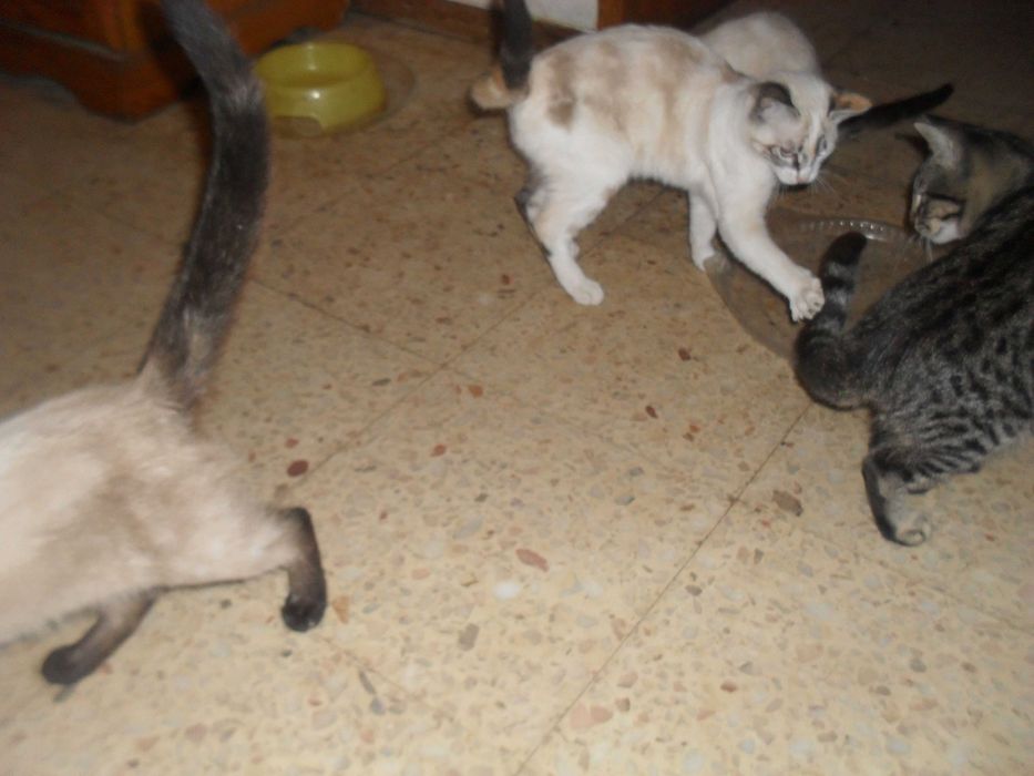 gatinhos para dar a quem estimar