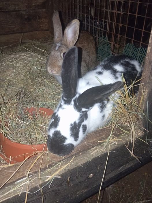 Sprzedam króliki mieszańce cena 40 zł mają mniej więcej miesięcy trzy