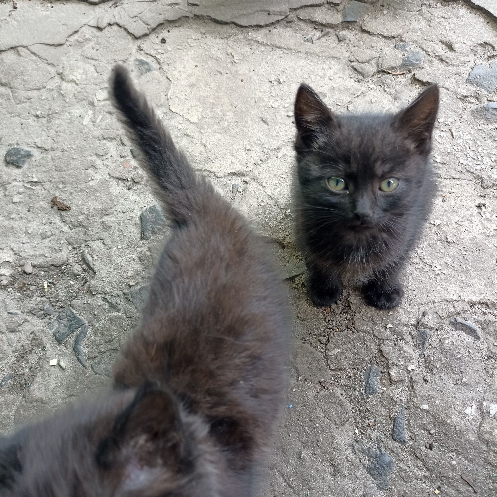 Віддам  грайливих кошенят