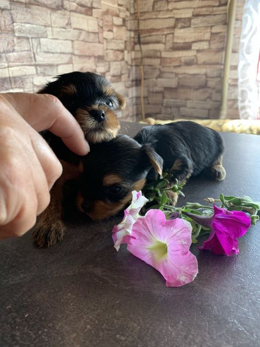 Шикарные щенки йорики