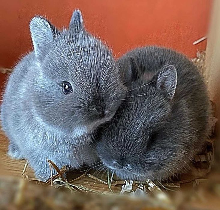 Coelhos anões bebés + gaiola nova + alimentação adequada