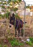 Burro com 3 anos