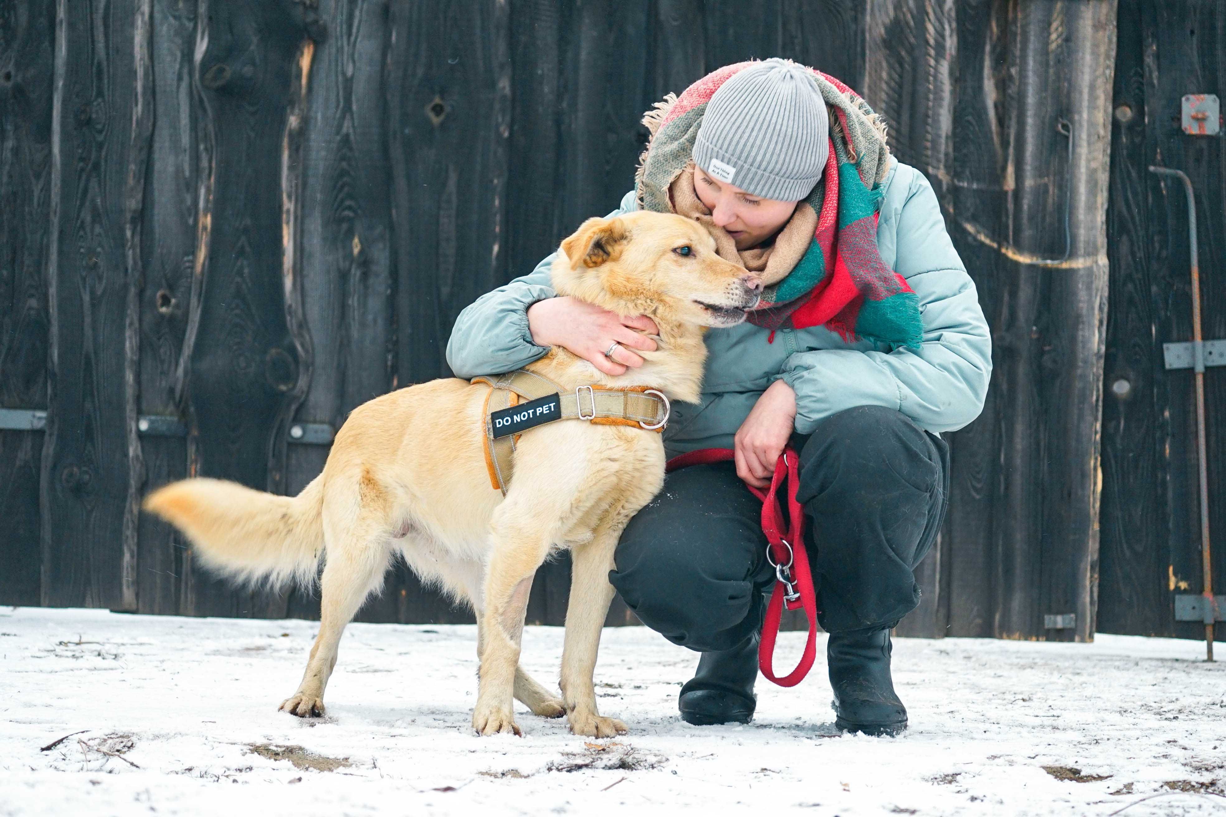 Robaczek - niewidomy psiak szuka domu, labrador