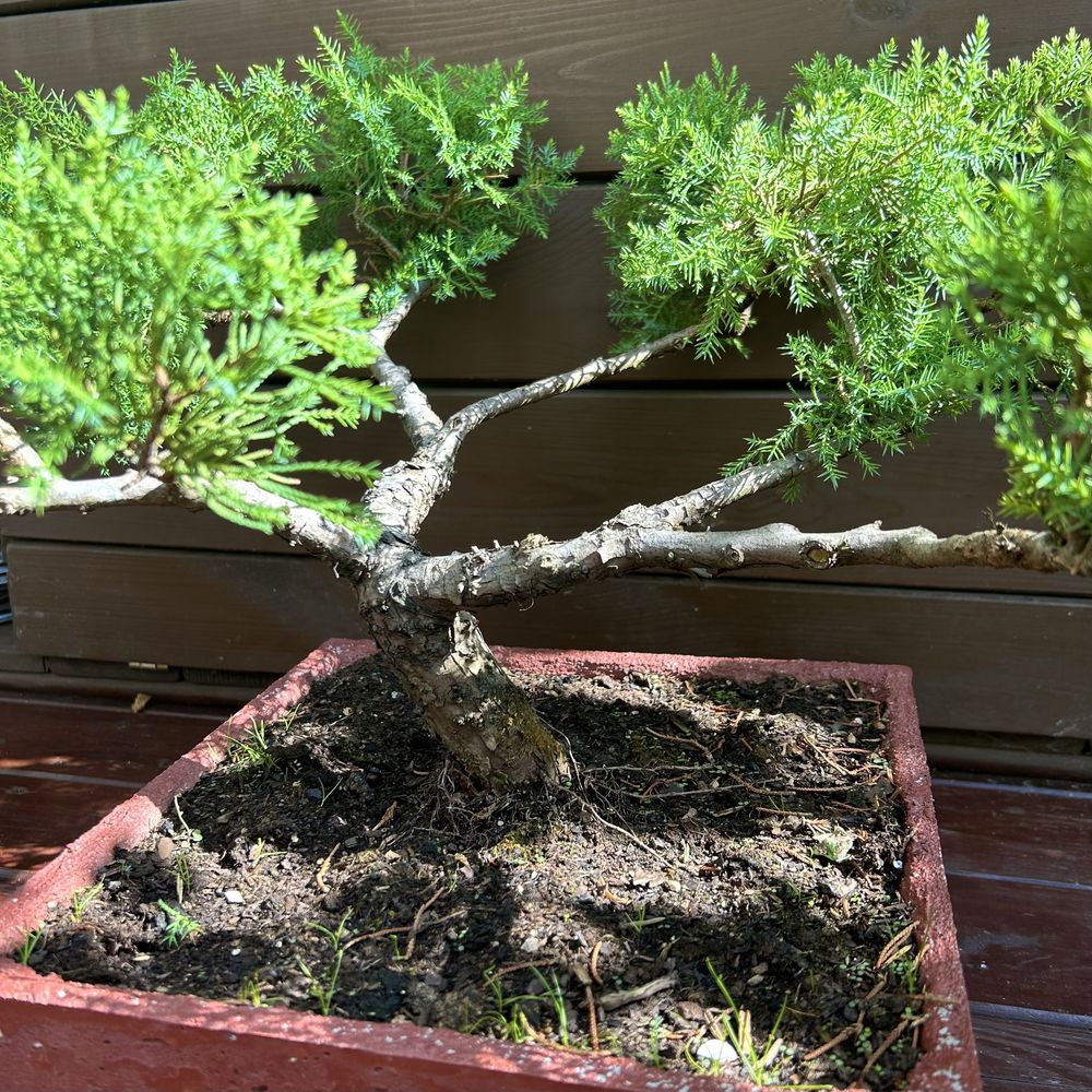 Ozdobne bonsai jałowiec w recznie wykonanej betonowej donicy